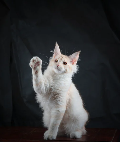 Смешной мейн-кун-котенок — стоковое фото