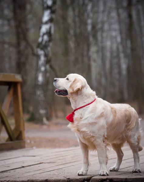 Golden retriever em uma ponte em um parque — Fotografia de Stock