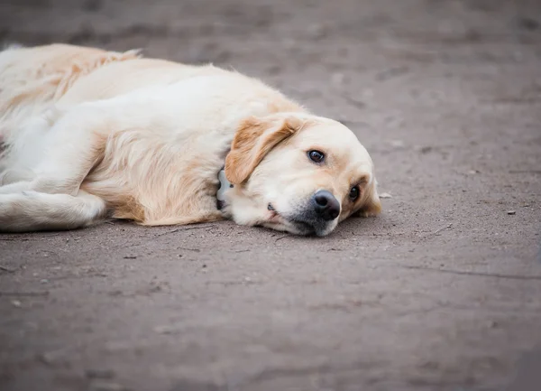 Perro triste —  Fotos de Stock