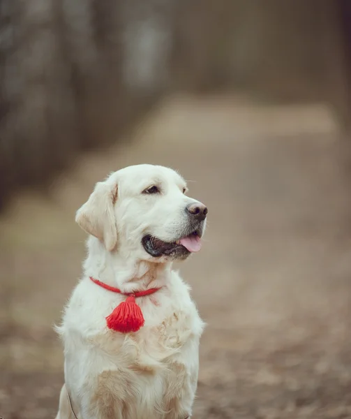 Golden retriever na floresta — Fotografia de Stock