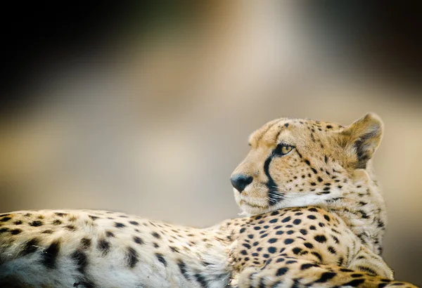 Cheetah close-up tot vaststelling van — Stockfoto
