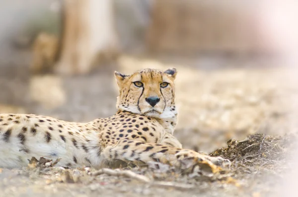 Jonge cheetah leggen in zonnige lente — Stockfoto