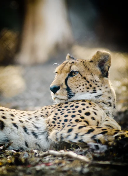 Cheetah portret close-up — Stockfoto