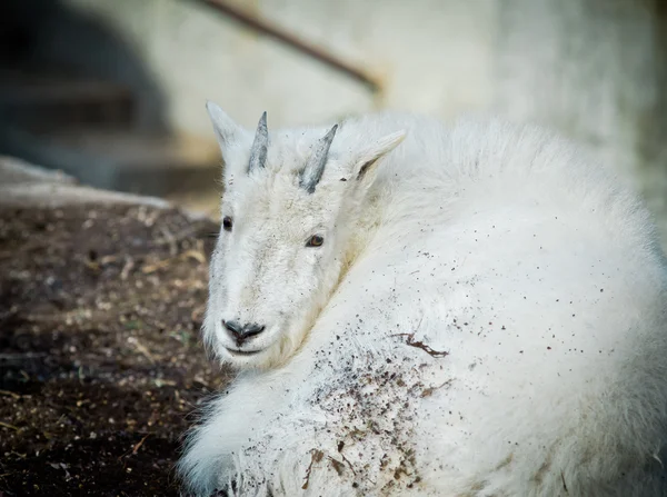 Jeune chèvre des neiges se reposant — Photo