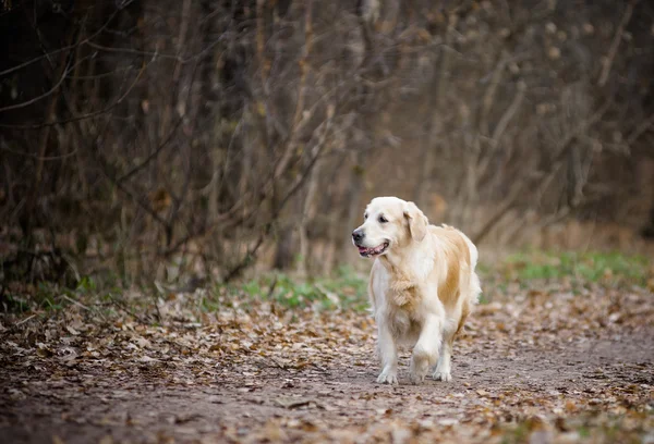 Pozlacený retreiver dívka na procházce — Stock fotografie