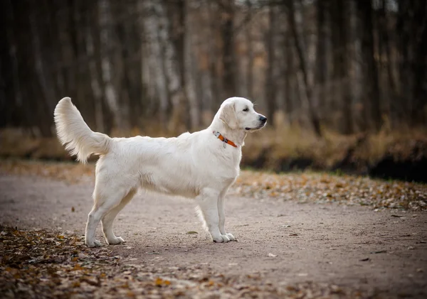 Arany-Vizsla — Stock Fotó