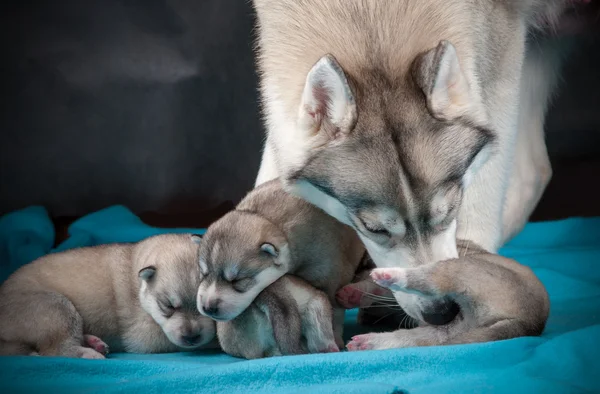 Female husky with newborn puppies — Stock Photo, Image