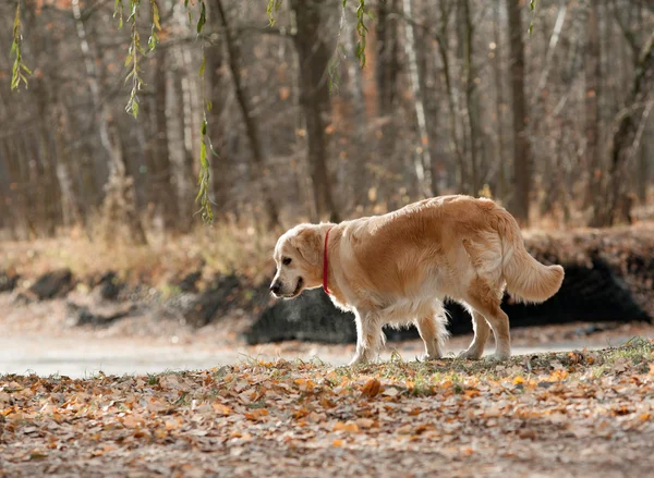 공원에서 황금 retreiver 개 — 스톡 사진