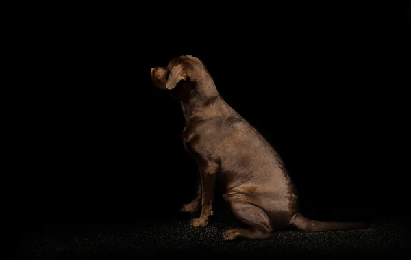 Chocolate labrador retriever en la oscuridad — Foto de Stock