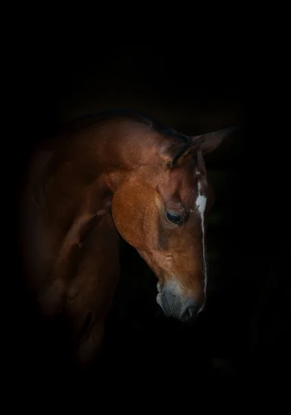 Portrét krásné koně na černém pozadí — Stock fotografie