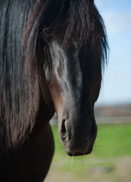 Cabeza de caballo frisón joven primer plano — Foto de Stock