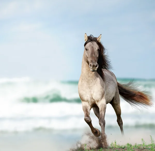 水の近くを実行している野生の種馬 — ストック写真