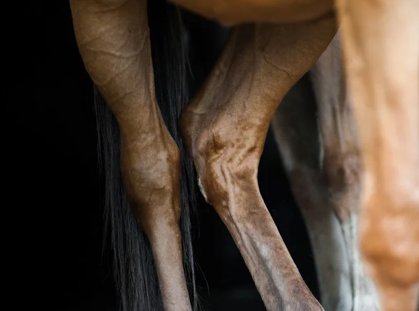 Pernas de um cavalo — Fotografia de Stock