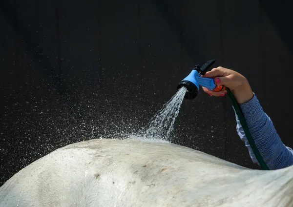 Lány ló különleges tömlő lemossa a hő — Stock Fotó