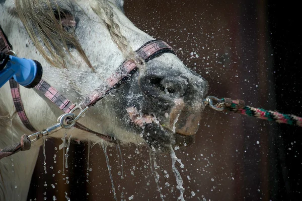 Lavando caballo de cerca — Foto de Stock