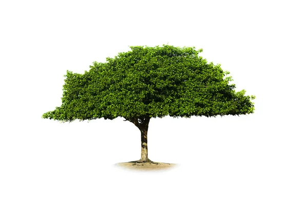 Drzewo izolowane — Zdjęcie stockowe