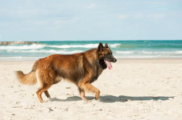 Perro y el mar — Foto de Stock
