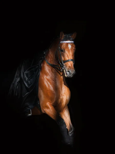 Saddle horse in dark — Stock Photo, Image