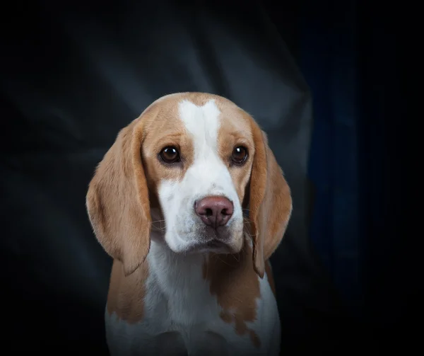 Retrato de beagle — Fotografia de Stock