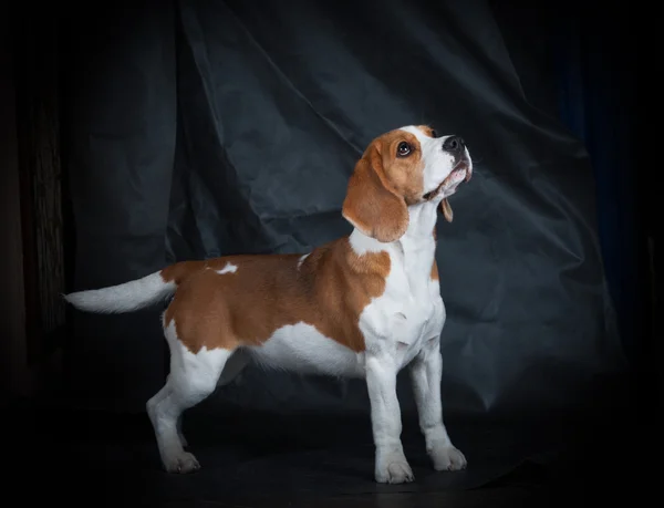 Mulher beagle menina de pé no estúdio — Fotografia de Stock
