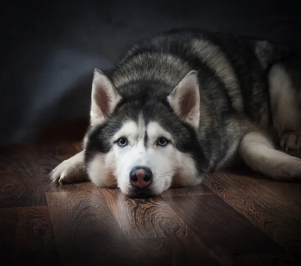 Siberische husky houdende van trieste — Stockfoto