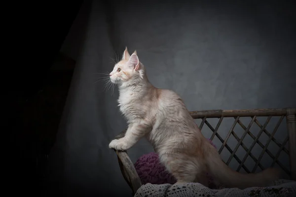 Maine coon kattunge sitiing på en bänk i studio — Stockfoto