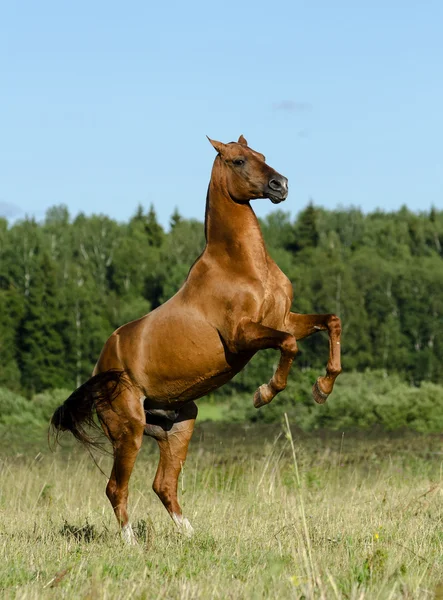 Beautiful purebred stallion rearing on freedom — Stock Photo, Image