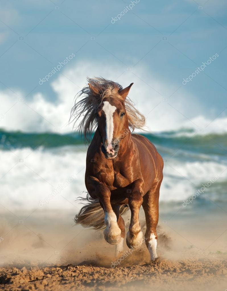 Vista à Frente De Um Cavalo Marrom Numa Exploração De Cavalos Imagem de  Stock - Imagem de esporte, animal: 244503599