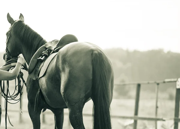 Entrenamiento de caballos —  Fotos de Stock