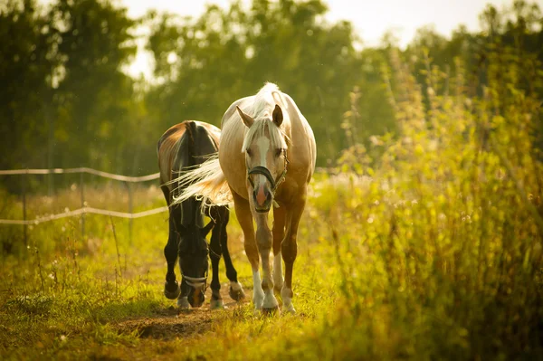 Horses walking in paddock — Stock Photo, Image