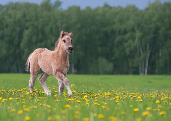 Foal in dandelion field — Stock Photo, Image