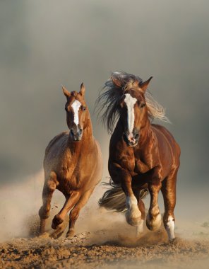 Two wild chestnut horses running, front view clipart