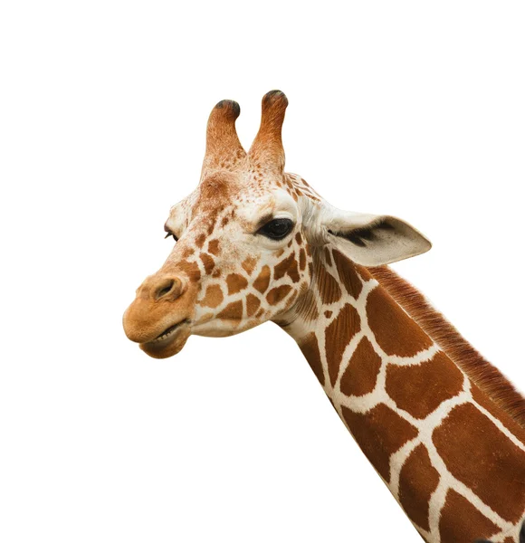 Giraffenkopf isoliert — Stockfoto