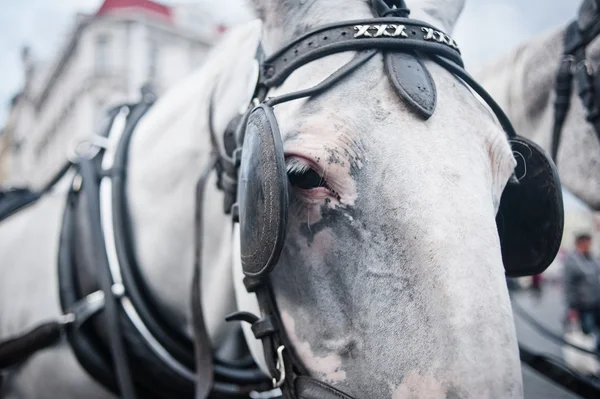 Horses in carriage closeup — Stock Photo, Image