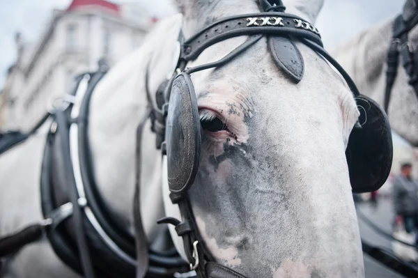Horses in carriage closeup — Stock Image Horses in carriage closeup Stock Picture