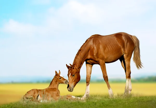 Mare e puledro — Foto Stock