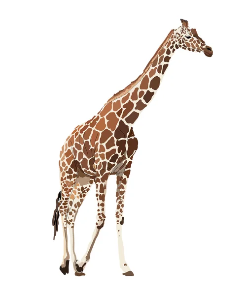 Bild der Giraffe — Stockfoto