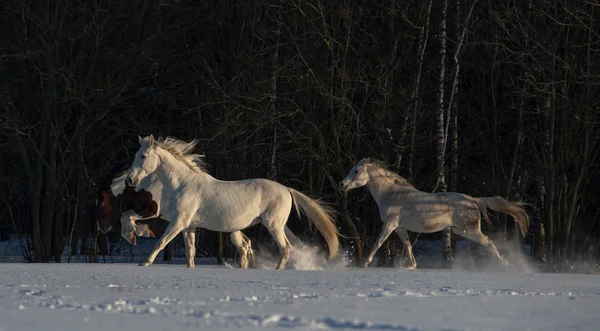 Chevaux en hiver — Photo