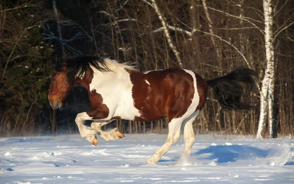 Pinto Pferd — Stockfoto