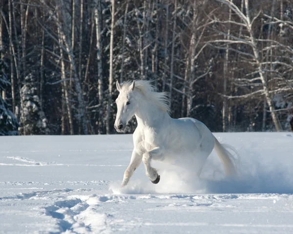 Caballo blanco —  Fotos de Stock