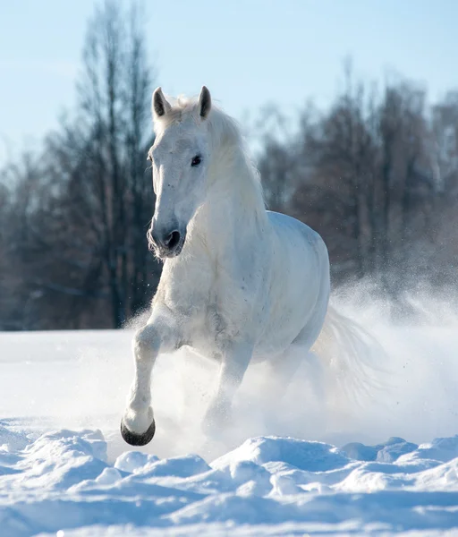 White stallion — Stock Photo, Image