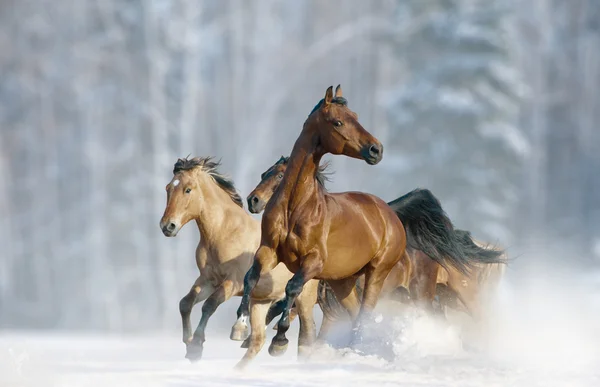 Cavalli correre in un selvaggio — Foto Stock