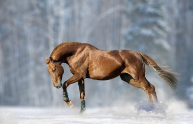 chestnut stallion in snow clipart