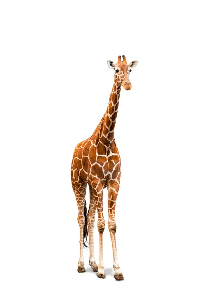 Giovane giraffa — Foto Stock