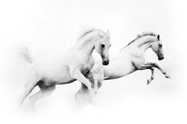 Две мощные белые лошади — стоковое фото