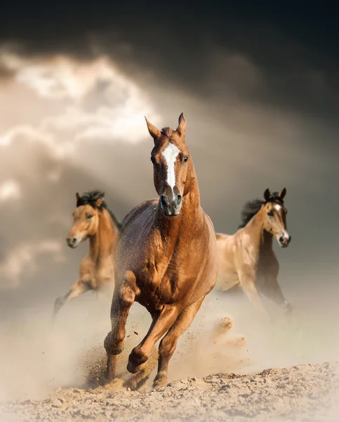 Caballo salvaje en el polvo — Foto de Stock