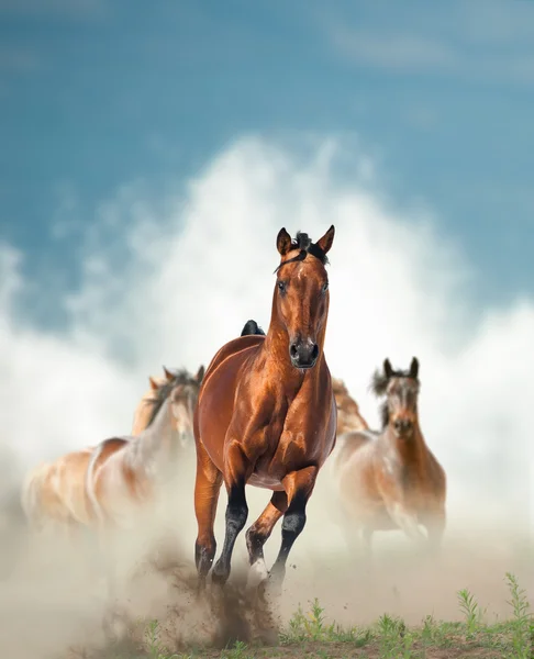 Vahşi atlar sürüsü seashore tarafından çalışan — Stok fotoğraf