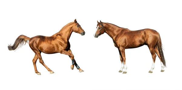 Purebred horses isolated — Stock Photo, Image