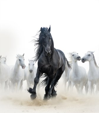 Black stallion and white horses clipart