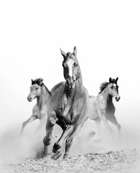 Wild paard in stof — Stockfoto